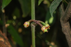 Garcinia xanthochymus